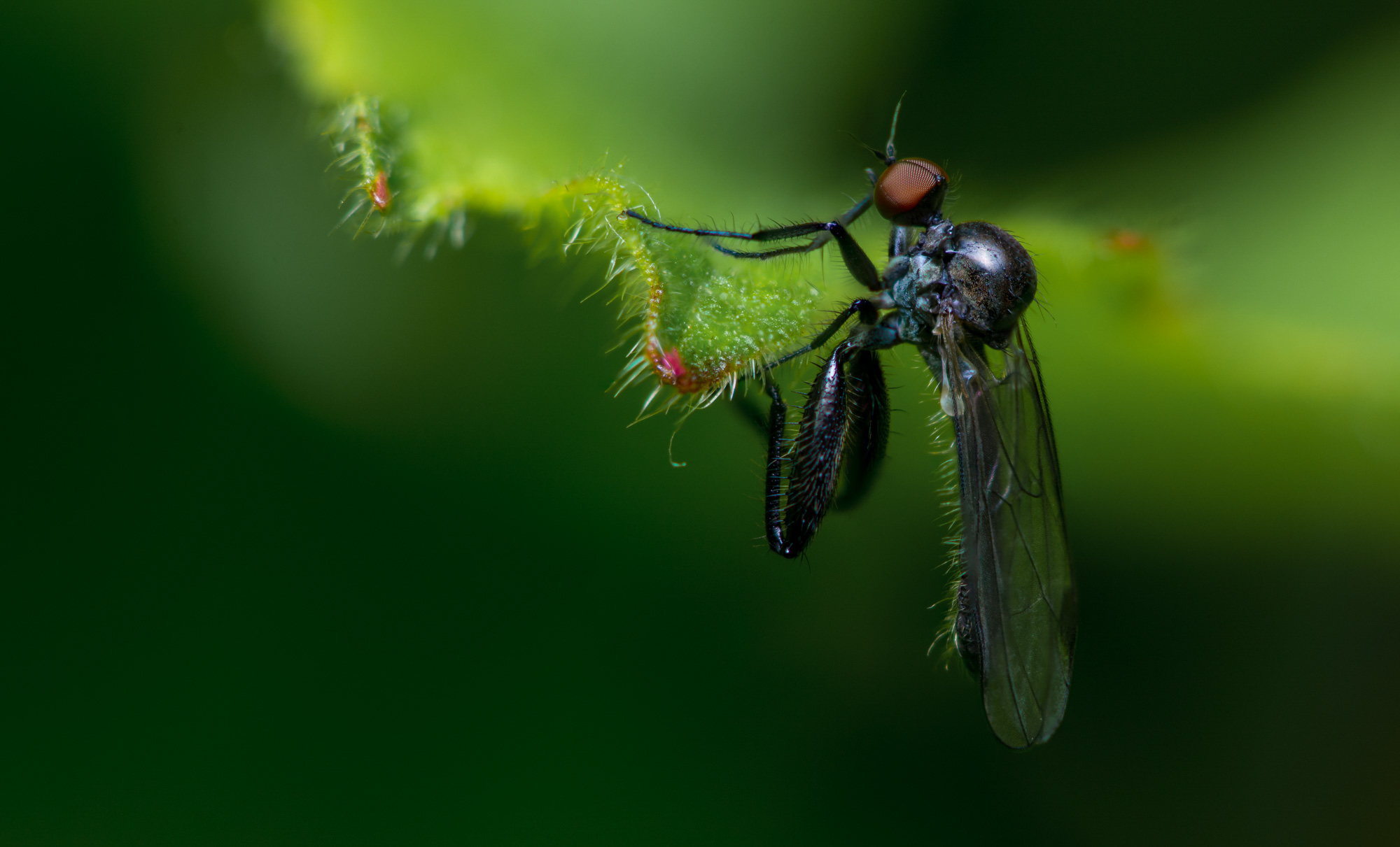Nochi Insect insect-15 – Nochrisis
