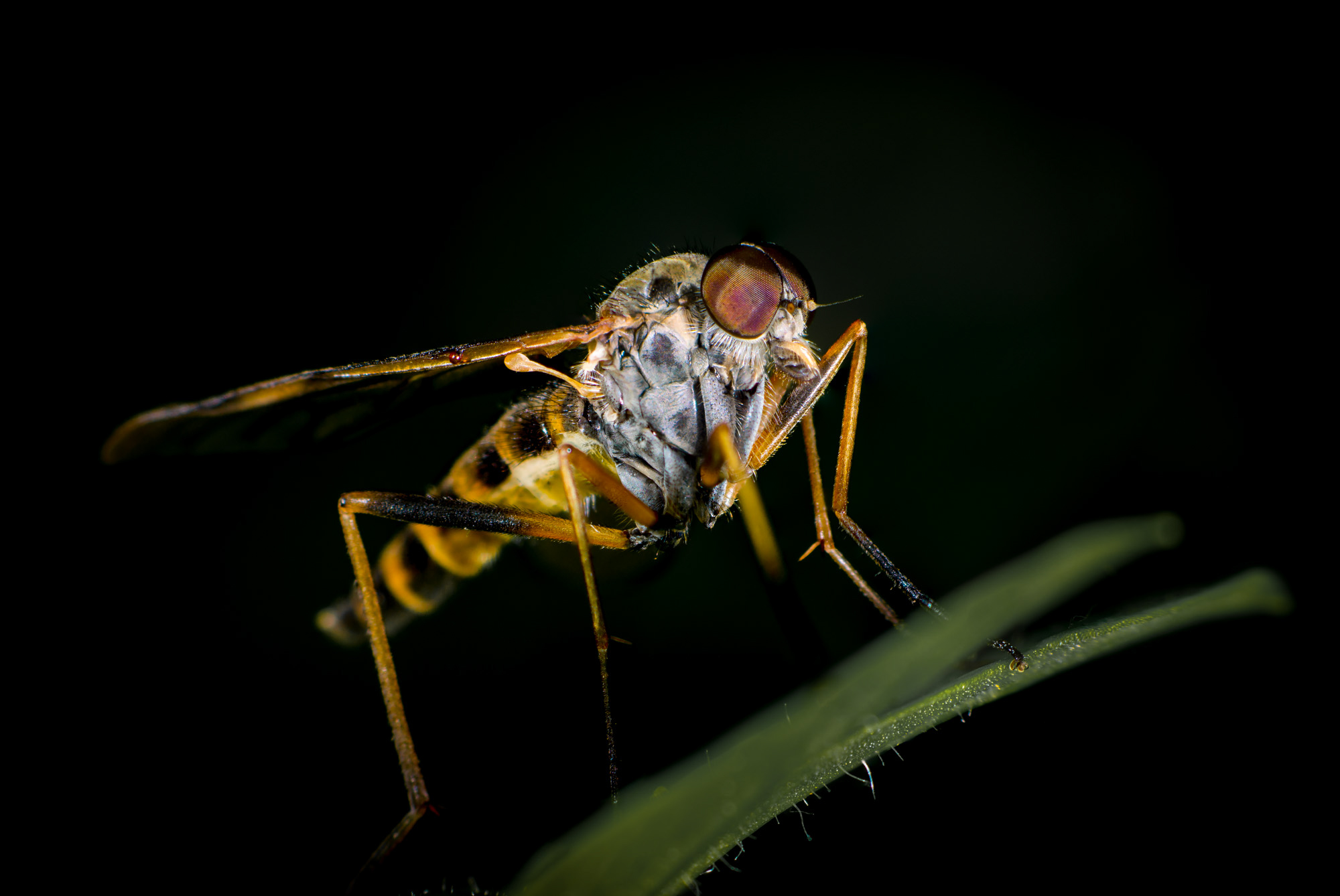 Nochi Insect insect-18 – Nochrisis