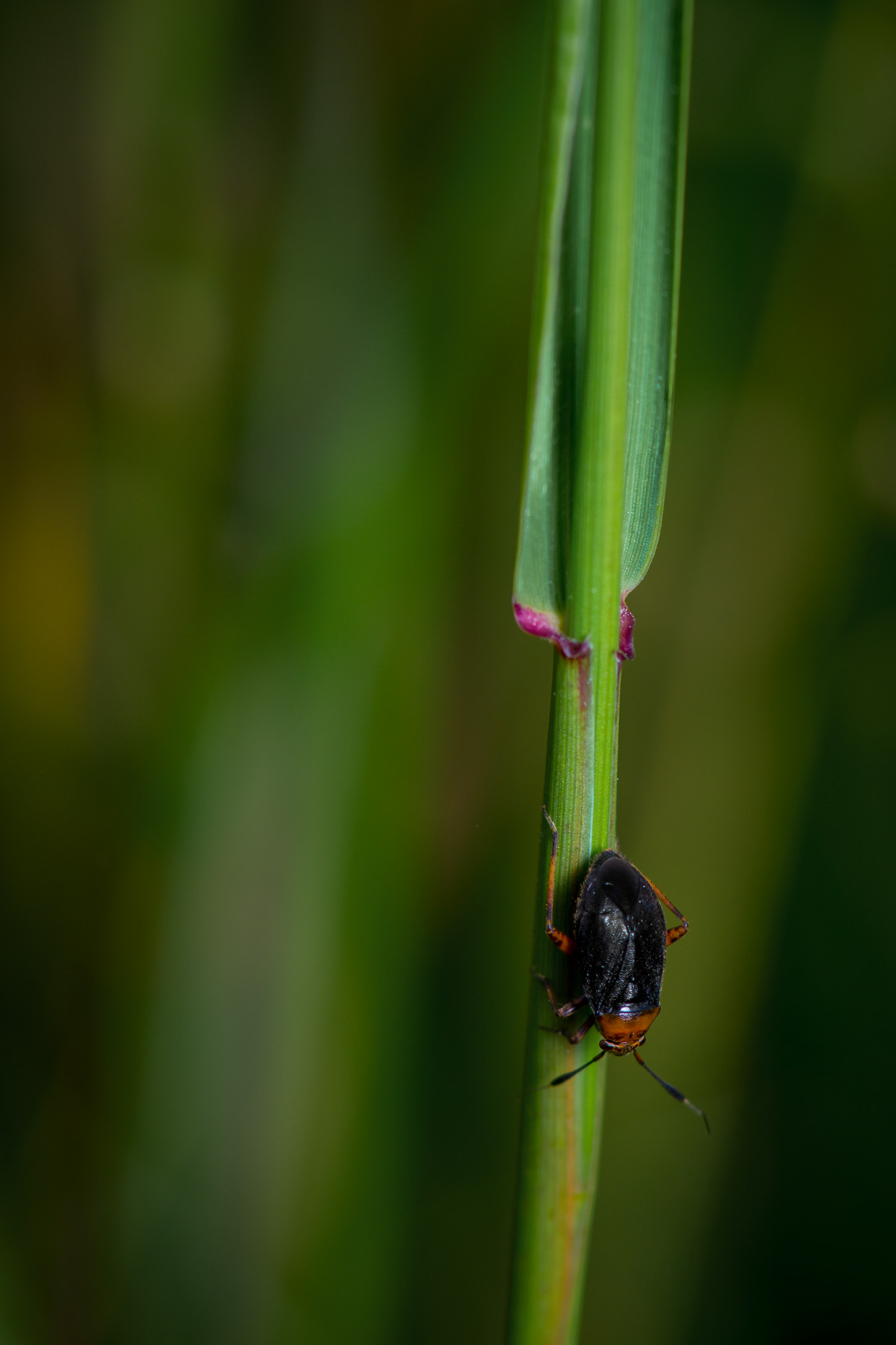 Nochi Insect insect-24 – Nochrisis