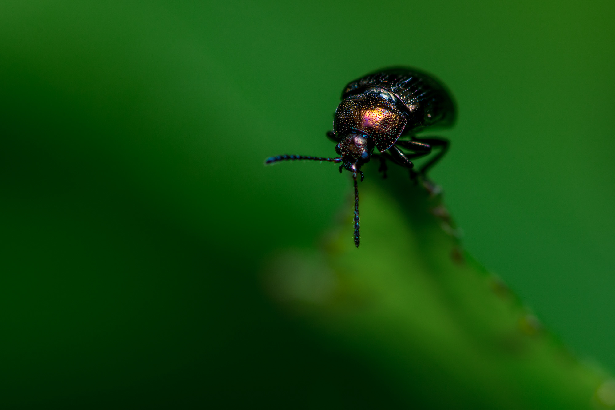 Nochi Insect insect-26 – Nochrisis